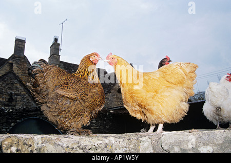 Zwei Hennen stehen an einer Wand, Cotswolds, England Stockfoto