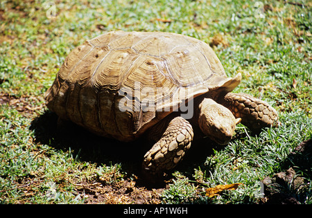 Riesenschildkröte Stockfoto