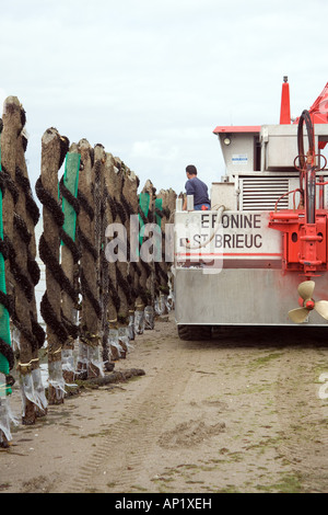 Miesmuschelbänke gearbeitet in der Bretagne Stockfoto