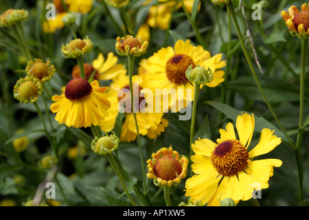 Helenium Riverton Schönheit wächst als Bestandteil der UK national Collection im Holbrook Garden in Devon Stockfoto