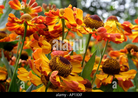 Helenium Rauchtopas eine neue Einführung wächst in der UK national Collection in Holbrook Garten Devon Stockfoto