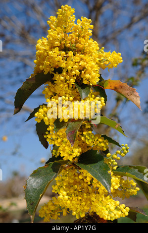 Mahonie (Mahonia Aquifolium var. Apollo) Blühender Zweig Stockfoto