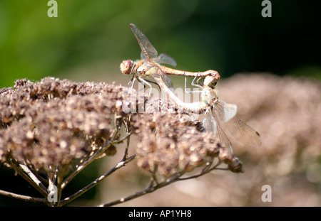 Libellen Sympetrum sp Paarung auf der Seedheads Achillea Grandiflora in den Steingarten in Holbrook Stockfoto