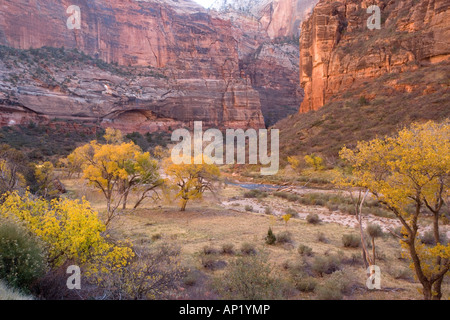 Zion National Park Utah Herbst entlang des Virgin River North Fork mit Pappeln Populus Fremontii Utah USA Stockfoto