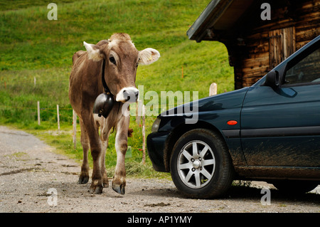 Schweizer braune Kuh, vorbei an einem geparkten Auto. Stockfoto