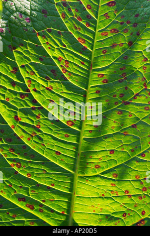 Blatt von Mönchen Rhabarber Rumex Alpinus Alpen Österreich Stockfoto