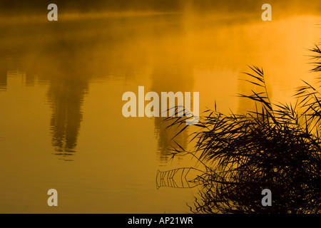 Schilf wächst neben dem Fluss Weber Silhouette in den Sonnenaufgang Stockfoto