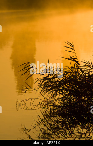 Schilf wächst neben dem Fluss Weber Silhouette in den Sonnenaufgang Stockfoto