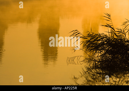 Schilf wächst neben dem Fluss Weber Silhouette in den Sonnenaufgang Stockfoto