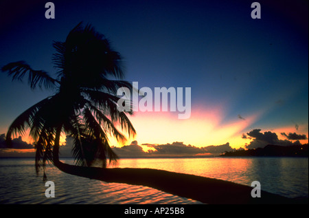 Silhouette einer Palme erstreckt sich über den Strand bei Sonnenuntergang Matira Beach Bora Bora Französisch Polynesien Stockfoto