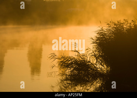 Schilf wächst neben dem Fluss Weber Silhouette in den Sonnenaufgang Stockfoto