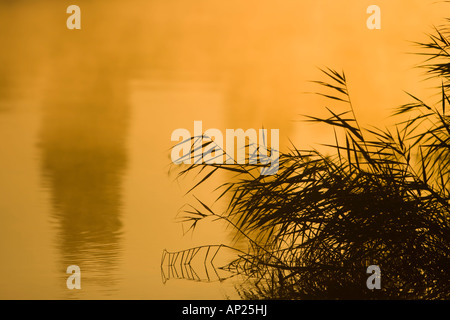 Beruhigende Szene aus Schilf wächst neben dem Fluss Weber Silhouette in den Sonnenaufgang Stockfoto