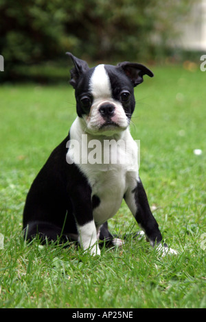 Junge Boston Terrier Welpe draußen im englischen Garten Stockfoto