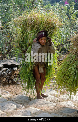 NEPALI Greis im Lendenschurz schleppen einen großen Ballen von GRASS BODHA HIMAL NEPAL Stockfoto