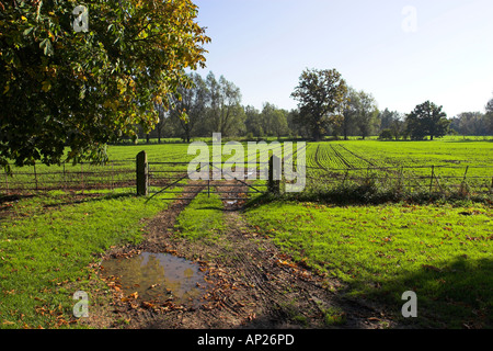 Feldweg führt durch Metalltor, ein Ackerland. Stockfoto