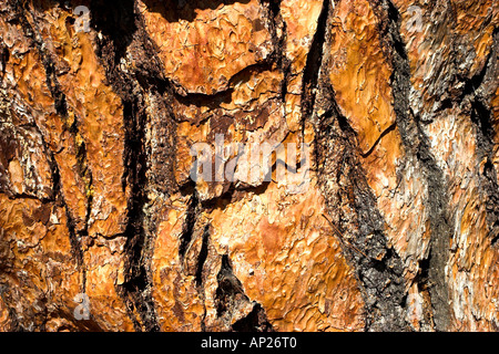 Stein-Pinienrinde Stockfoto
