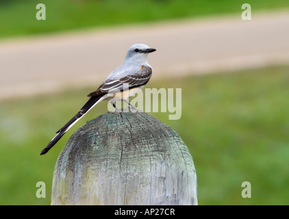 Eine Schere – Tailed Flycatcher (Tyrannus Forficatus) hockt auf einem Pfosten direkt an einer Straße, während es für Insekten jagt. Stockfoto