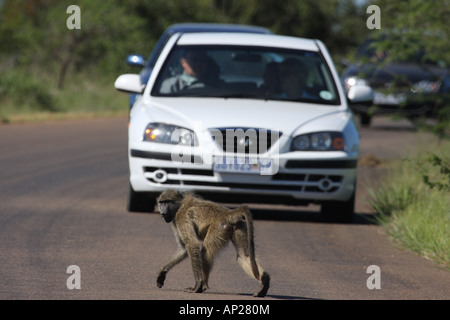 Chacma Pavian. Papio Ursinus, einzelne Erwachsene Kreuzung Straße vor ein Auto Stockfoto