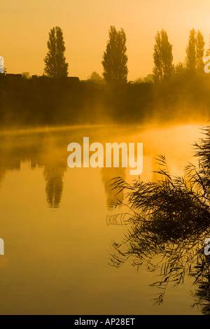 Schilf wächst neben dem Fluss Weber Silhouette in den Sonnenaufgang Stockfoto