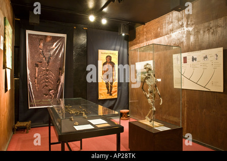 Das Skelett von "Lucy" befindet sich im nationalen Museum von Addis Abeba. Stockfoto