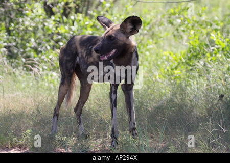 Afrikanischer Wildhund, LYKAON Pictus, alleinstehenden, die im Schatten stehen Stockfoto