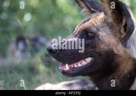 Afrikanischer Wildhund, LYKAON Pictus, einzelne Erwachsene portrait Stockfoto