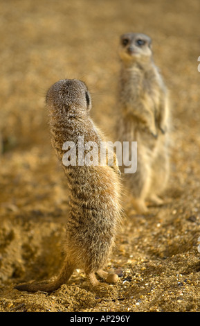 ERDMÄNNCHEN oder SURICATES Suricata suricatta Stockfoto