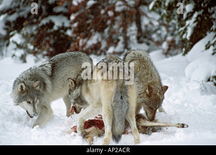 Nordamerikanische grau oder Holz Wölfe Canis Lupus Fütterung auf Maultierhirsch USA Stockfoto