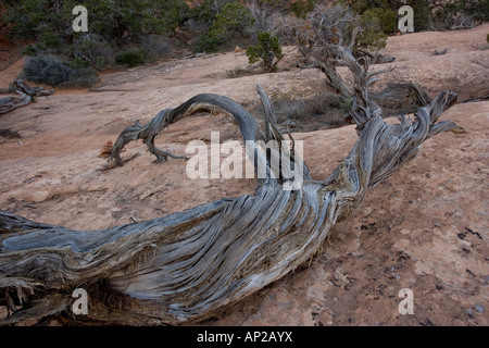 Alten Utah Wacholder Juniperus Osteosperma im Arches National Park Utah USA Stockfoto