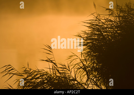 Schilf wächst neben dem Fluss Weber Silhouette in den Sonnenaufgang Stockfoto