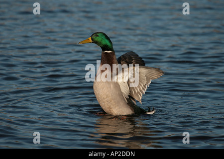Mallard Duck Anas Platyrhynchos Männlich erstreckt sich seine Flügel Stockfoto