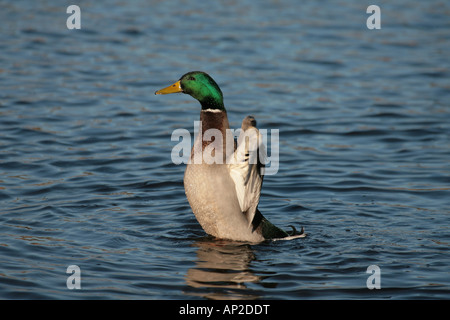Mallard Duck Anas Platyrhynchos Männlich erstreckt sich seine Flügel Stockfoto