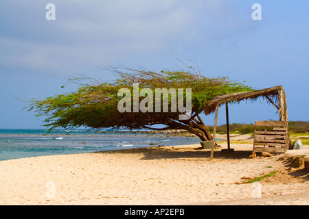 Divi Divi Baum und Hütte am Arashi Beach Aruba Stockfoto