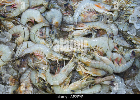 Nordseegarnelen auf Eis Stockfoto