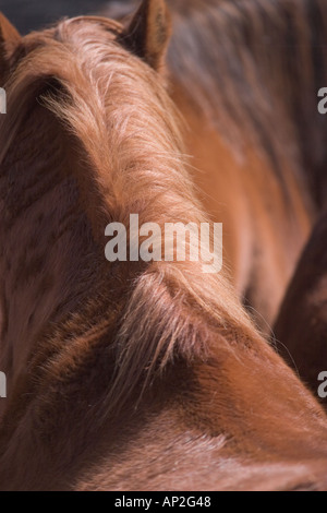 Nahaufnahmen des Haares auf Pferde in der Tucson-Rodeo Stockfoto