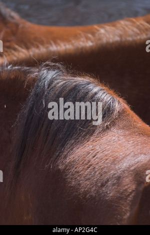 Nahaufnahmen des Haares auf Pferde in der Tucson-Rodeo Stockfoto