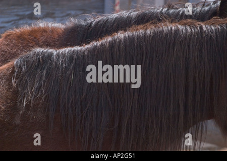 Nahaufnahmen des Haares auf Pferde in der Tucson-Rodeo Stockfoto