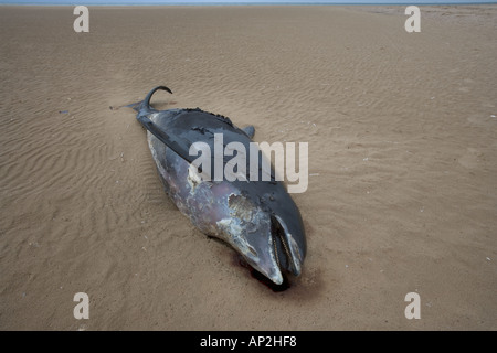 Schweinswal Phocoena Phocoena tot Norfolk UK Stockfoto