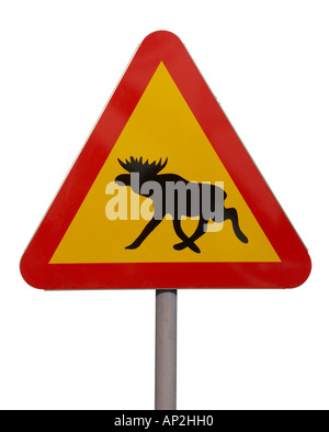 TRIANGLULAR ROT UND GELB STRAßE VERKEHRSSCHILD MIT BILD VON MOOSE AUF WEIßEM HINTERGRUND Stockfoto