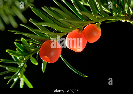 Eibe Beeren oder Kegel Taxus baccata Stockfoto