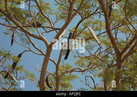 Samenkapseln auf einem Poinciana Baum in Ägypten Stockfoto