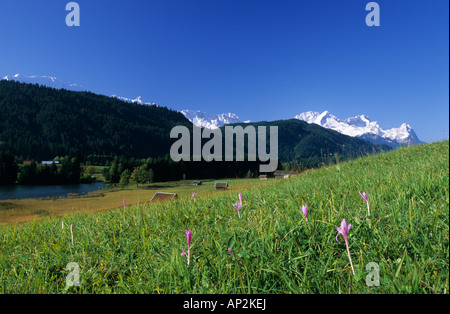 Wiese mit Wiese Safran und Heuhaufen, tief verschneiten Alpspitze, Zugspitze und Waxenstein im Hintergrund, Wettersteingebirge, Gary Stockfoto