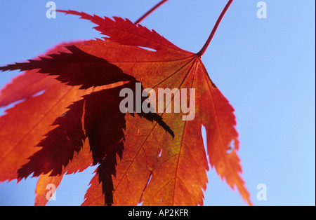 rot gefärbt Abschied von Ahorn, Upper Bavaria, Bavaria, Germany Stockfoto