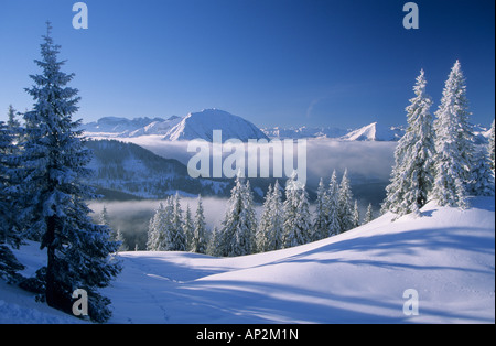 Tief verschneite Szene mit Tannen am Schildenstein mit Rofan im Hintergrund, Bayerische Alpen, Tegernsee, obere Bavari Stockfoto