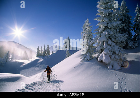 Tief verschneite Szene mit Tannen am Schildenstein mit Backcountry Skifahrer bei Gegenlicht, Bayerische Alpen, Tegernsee, obere B Stockfoto