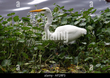 Silberreiher am Ufer des Teichs hocken Stockfoto