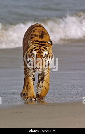 Bengal Tiger Panthera Tigris Tigris in surf Stockfoto