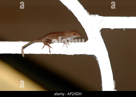 Braune Anole Eidechse ruht auf Eisentor Zaun Stockfoto