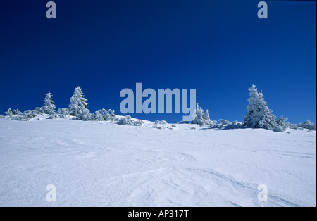 Winderosion im Schnee mit tief verschneite Tanne Bäume, Fellhorn, Chiemgau, Chiemgau, Upper Bavaria, Bavaria, Germany Stockfoto