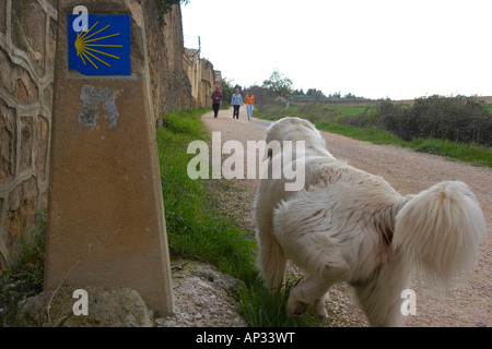 Hund zu Fuß vorbei an einem Wegweiser für Pilger auf dem Camino de Santiago, Irache, Navarra, Spanien Stockfoto